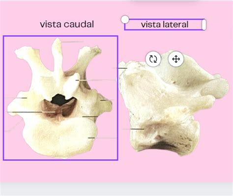 Juegos De Ciencias Juego De Vertebras Toracica Cerebriti