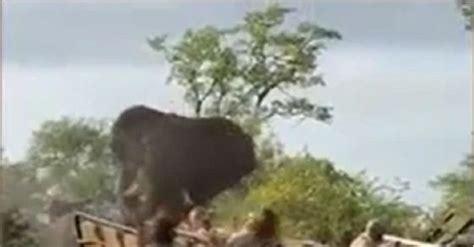 Safari Tourists Run For Their Lives After Elephant Rams Their Truck Off