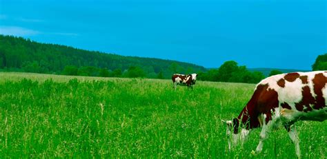 Fleischkonsum Und Klima Ausgeschnitzelt Good Impact