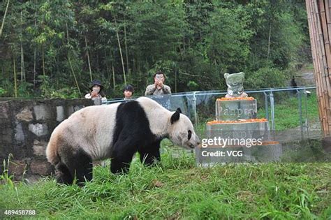 Pan Pan Panda Photos and Premium High Res Pictures - Getty Images