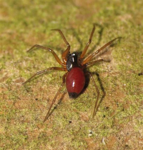 Araignée aux fesses noires