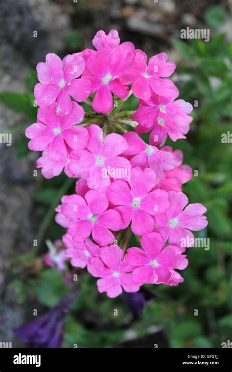 pink cluster flowers stock photo alamy