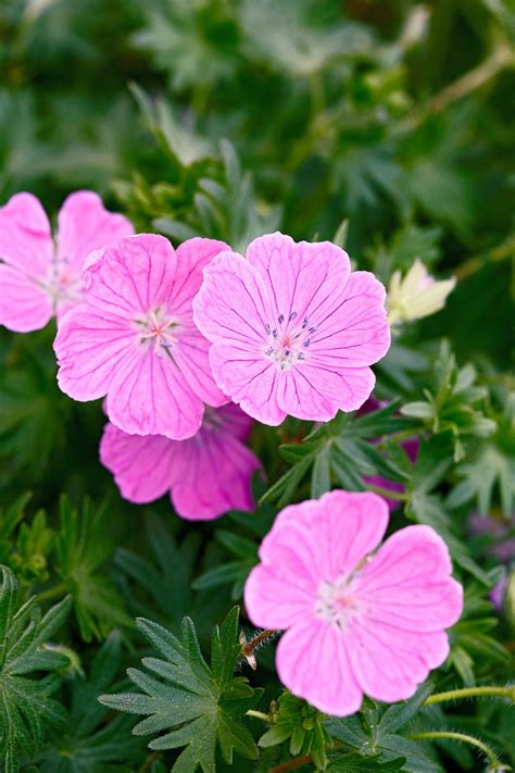 24 Perennials That Will Thrive In Heavy Clay Soil Perennial Geranium