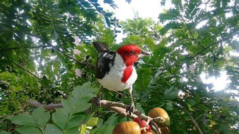 O Galo De Campina Cantando Majestosamente The Red Cowled Cardinal