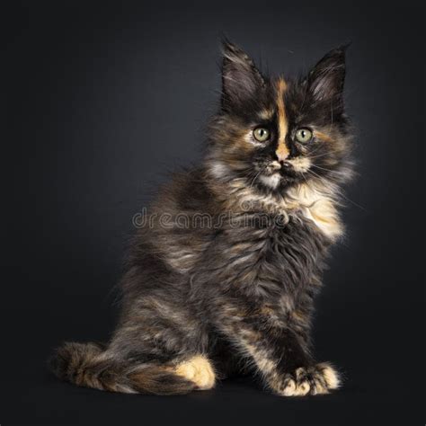 Tortie Maine Coon Kitten On Black Stock Image Image Of Household