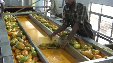 Organic Mango Pulp Manufacturing Process Youtube