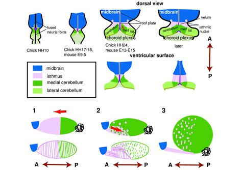 Morphogenetic Movements In The Dorsal Neural Tube At The Mhb Junction