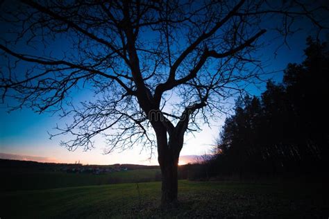 Tree Silhouette during Sunset Stock Photo - Image of light, lawn: 187461274