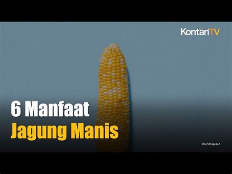 Temukan Manfaat Rebusan Jagung Yang Jarang Diketahui Biotifor