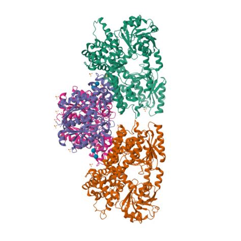 RCSB PDB 8OPX Structure Of Mycobacterium Tuberculosis Beta Oxidation