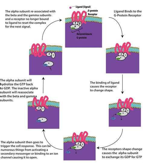 Membrane Proteins That Bind To Signals By Which Cells Communicate