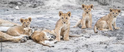 lioness and cubs Stock Photo | Adobe Stock