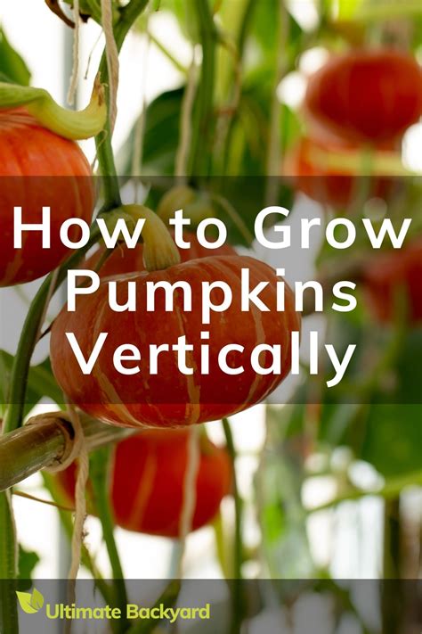 How To Grow Pumpkins Vertically Growing Pumpkins Pumpkin Garden