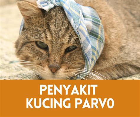 Kenali Penyakit Kucing Parvo 2024 Wajib Tahu • Semuanya Tentang Kucing