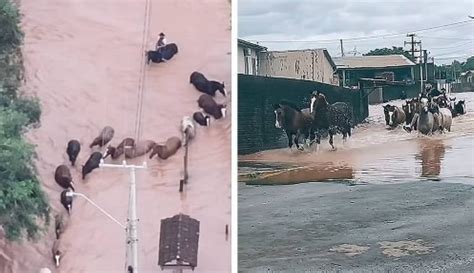 VÍDEO cavalos são resgatados em meio à enchente no RS VEJA TV