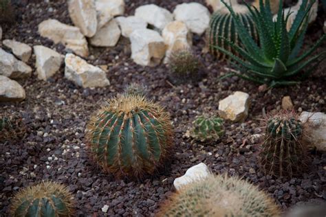 Images Gratuites Paysage épineux Cactus Fleur Botanique Flore