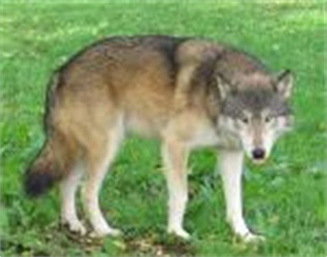 WOLF SPECIES - The Newfoundland Wolf