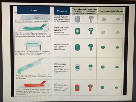 Lab 5 Endospore Capsule Stains Flashcards Quizlet