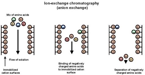 Cromatografía De Intercambio De Iones