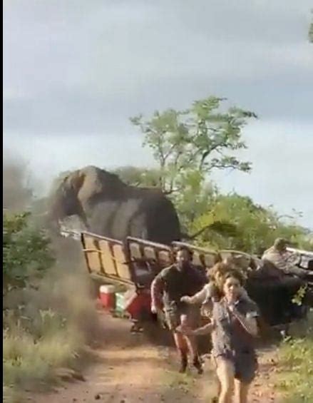 Watch Terrifying Moment Bull Elephant Charges Safari