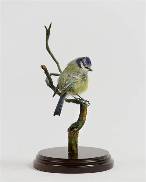 Bird In Everything Taxidermy Bird