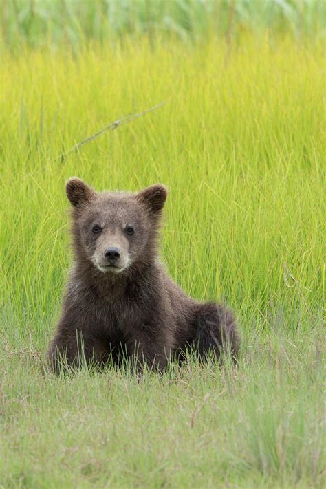 USA, Alaska Grizzly Bear Cub Sits Photograph by Brenda Tharp - Fine Art ...