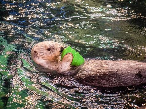 Sea Otters Play And Grow At Georgia Aquarium Nature And Wildlife