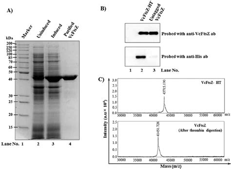 Expression And Puri Fi Cation Of Vibrio Cholerae FtsZ VcFtsZ E Coli