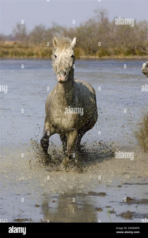 Camargue Horse Standing In Swamp Saintes Marie De La Mer In Camargue