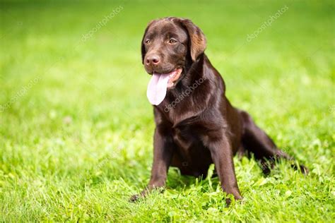 Young Chocolate Labrador Retriever Sitting On Green Grass — Stock Photo