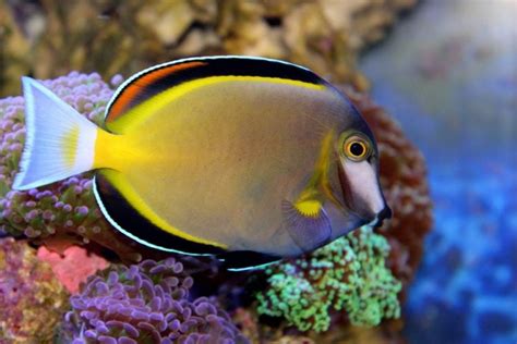 Powder Brown Tang For Sale (Acanthurus japonicus). TOP Care facts. Reefs4Less.com