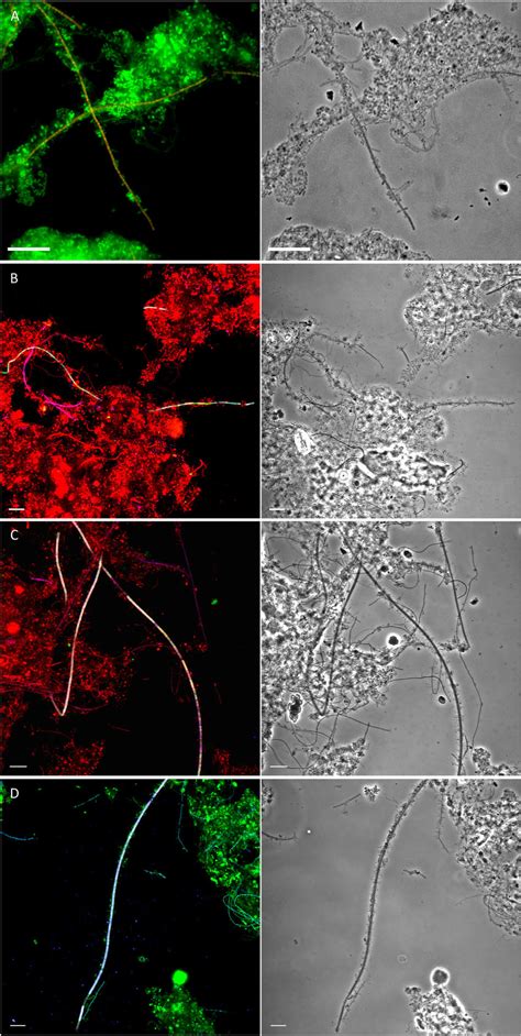 Fluorescence Micrographs Left And Corresponding Phase Contrast Images