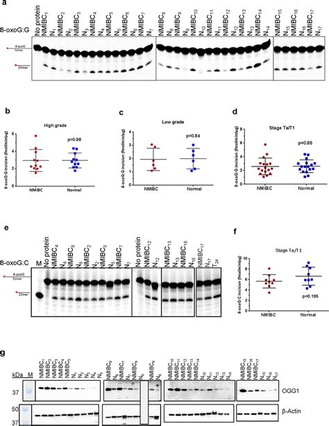 Oxog Incision Activity And Ogg Protein Levels In Nmibc And Their