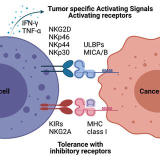 Clinical trials of NK-cell-based cancer therapy. A large number of NK... | Download Scientific ...