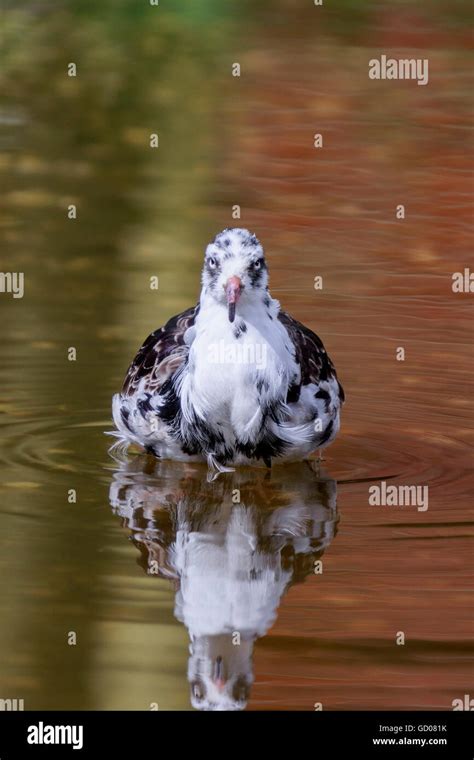 Ruff Philomachus Pugnax Adult Male Breeding Plumage Wading In Shallow