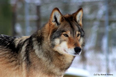 Timber Wolf Timberwolf 4 By Bluesgrass On Deviantart