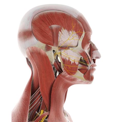 Muscles Of The Head And Neck Mblex Guide