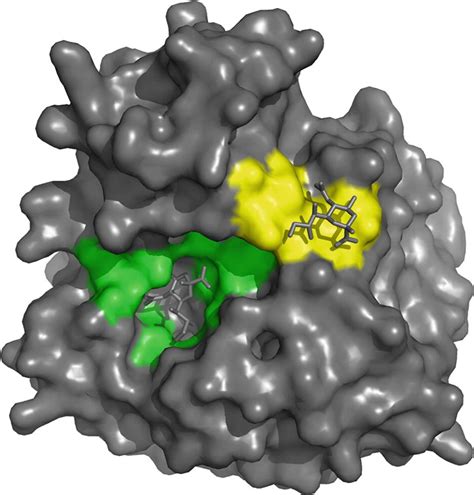 Frontiers Influenza Virus Neuraminidase Structure And Functions