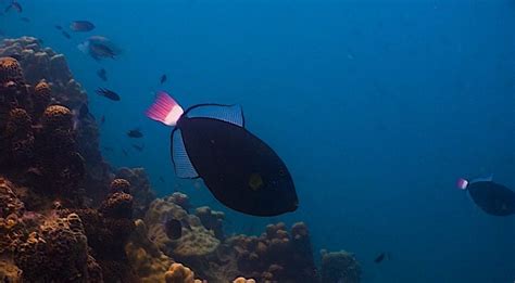 Pink Tail Trigger Fish Koh Tao Black Turtle Dive