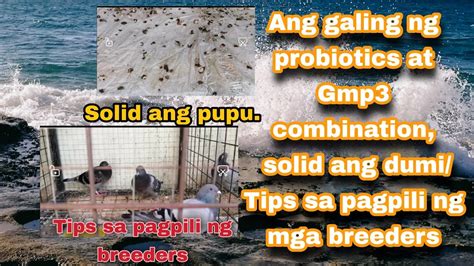 Solid Ang Dumi Ng Ating Mga Warriors Tips Ni Kalapatids Pigeon Sa