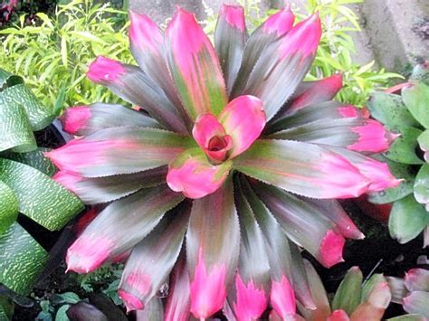 Budidaya Tanaman Bromelia BUDIDAYAKU