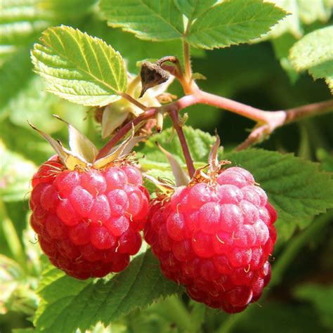 Framboisier Rouge Rubus Idaeus Zeva Fleurir Son Jardin