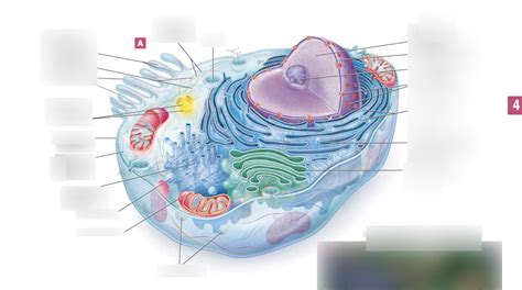 Basic Cell Structure Diagram | Quizlet