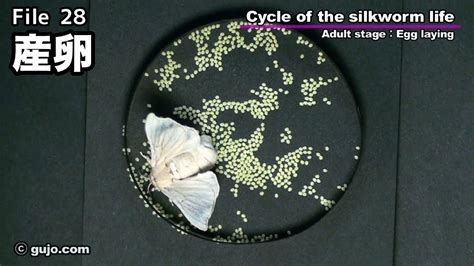 【蚕の一生】cycle Of The Silkworm Life 2833 産卵 Youtube