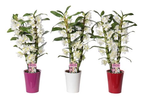 Dendrobium Nobile Classic Apollon Plant Wholesale Floraccess