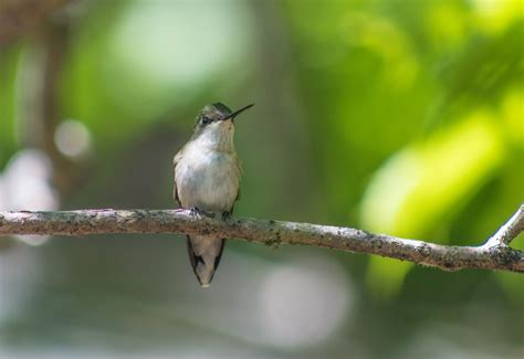 Free Images Nature Branch Wildlife Green Beak Hummingbird Fauna