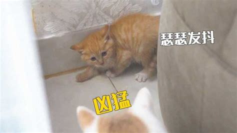 流浪小奶猫捡回家后，被宠物猫联合起来欺负高清1080p在线观看平台腾讯视频