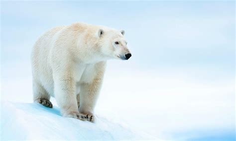 polar bear species wwf