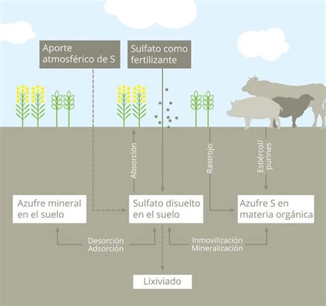 Fertilizante Polysulphate Un Producto Natural De Icl