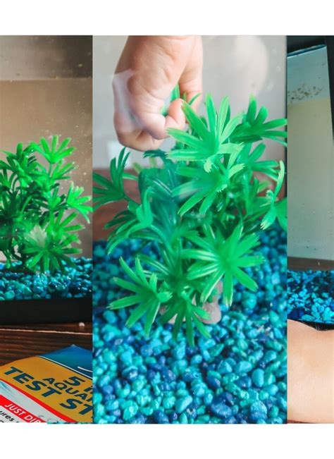 Gallon Fish Tank: How to Properly Set Up - The Southerly Magnolia